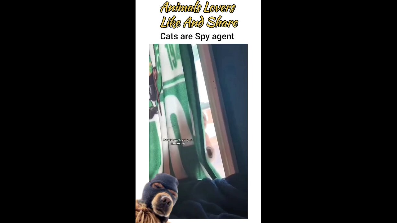 cats are spy agent 😁😁