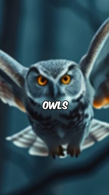 owls fly