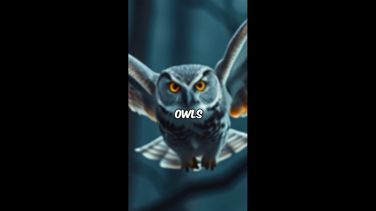 owls fly