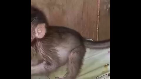 Cute monkey