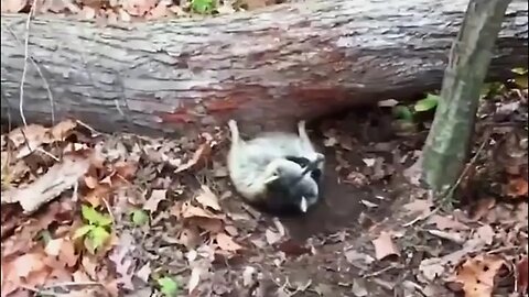 Raccoon_Stuck_Under_Fallen_Tree_Rescued_by_Great_Guys