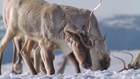 Caribou Search for Food During a Cold Winter