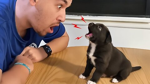 Super Funny Animal Videos 😹🐶 You Will Die Laughing Because Of These Dogs And Cats😺