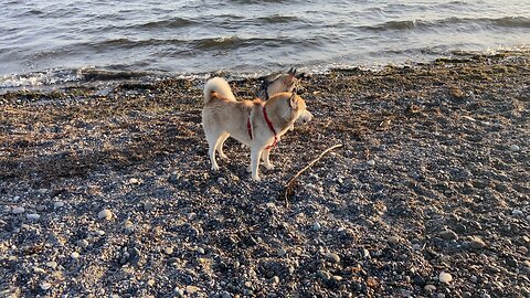 Koda relaxing at east beach white rock bc Canada