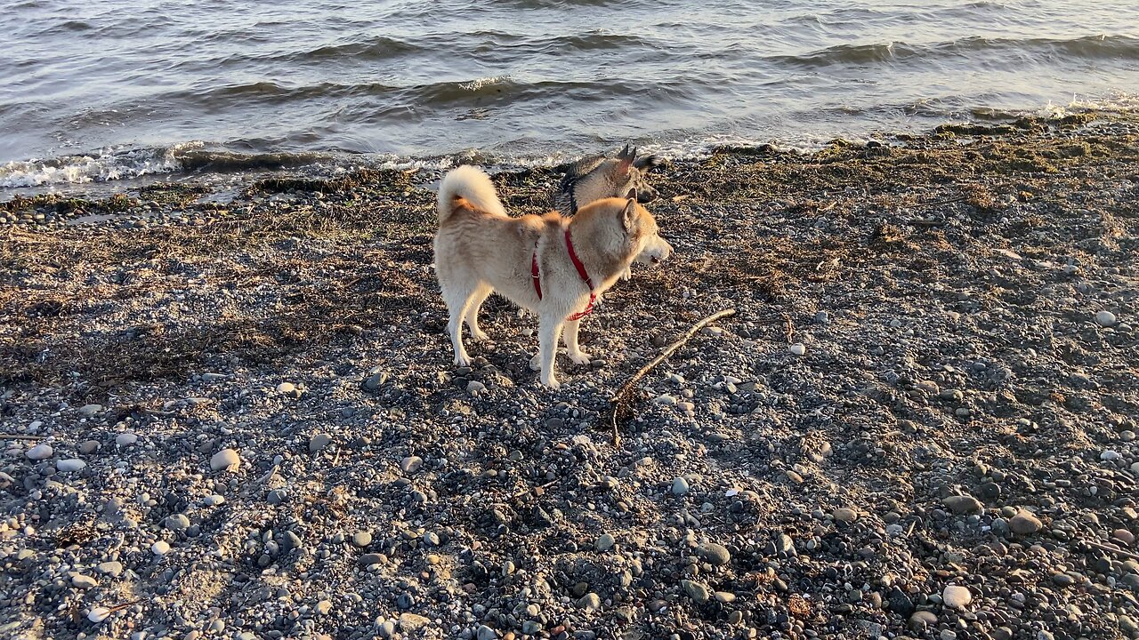Koda relaxing at east beach white rock bc Canada