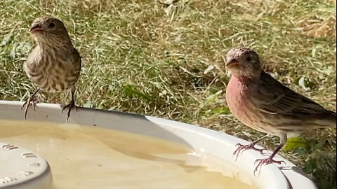 Finches Drinking Water