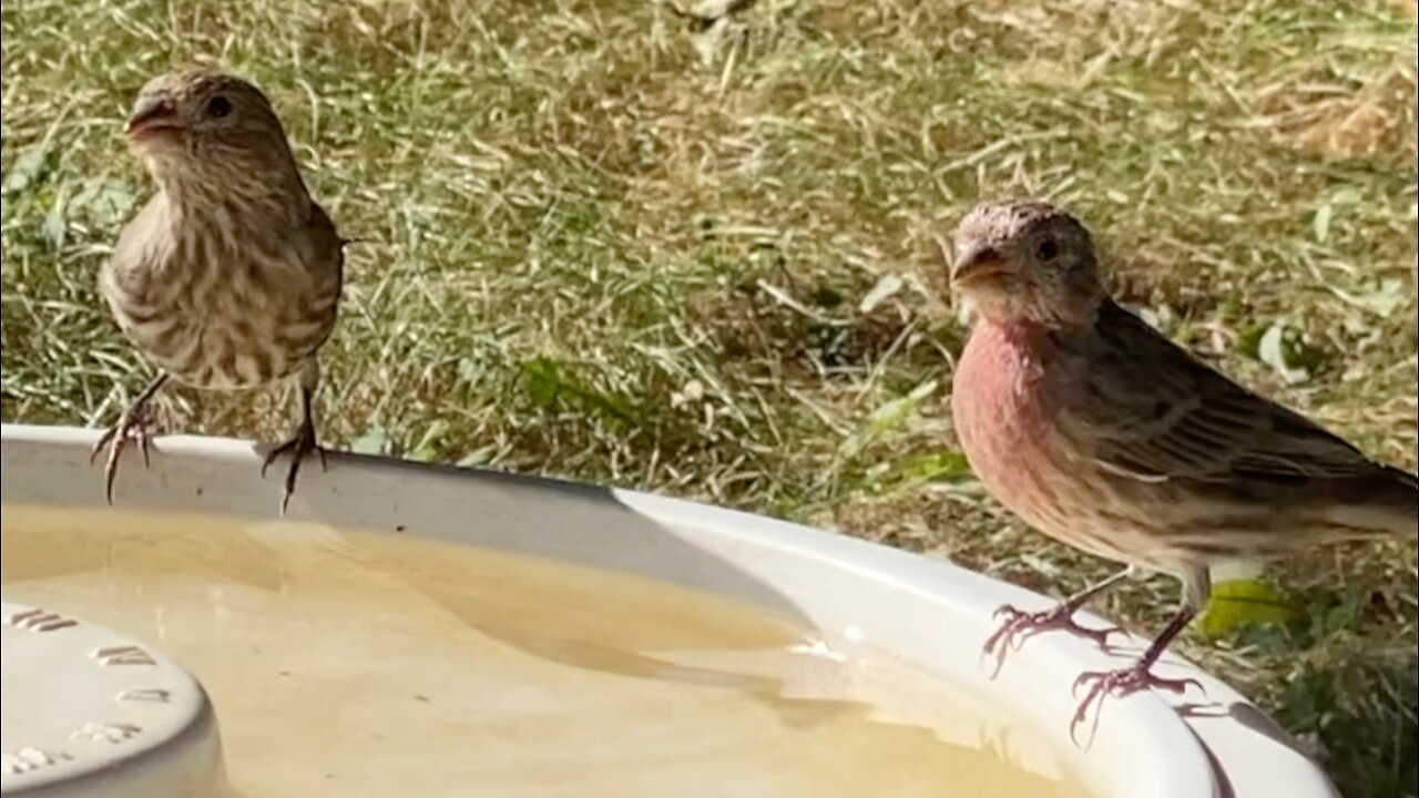 Finches Drinking Water