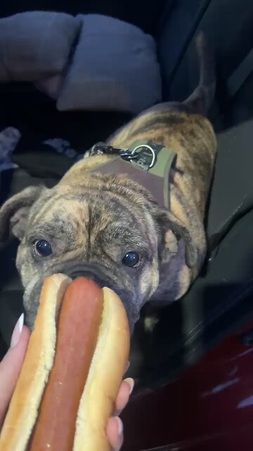 CHONK gets a hot dog!