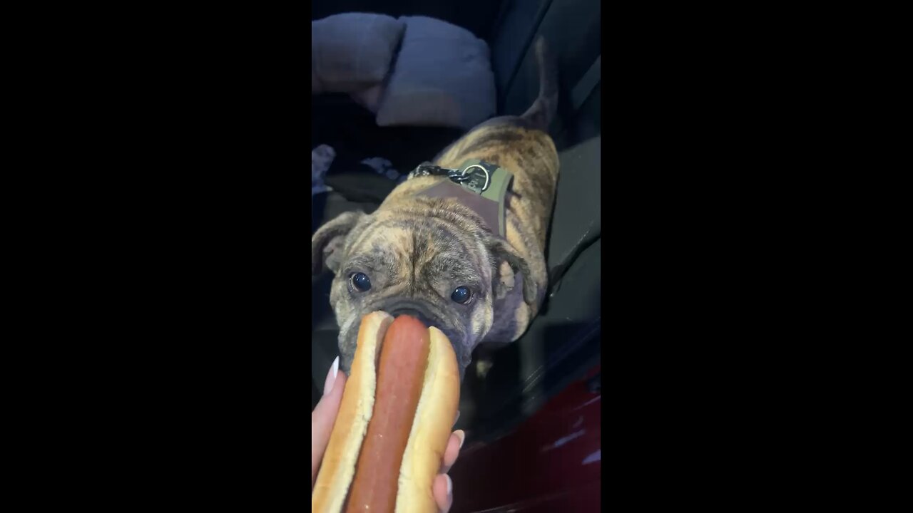 CHONK gets a hot dog!