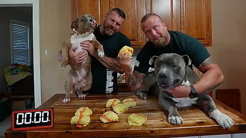 Pit Bull Vs Mini Bodybuilder Cheeseburger Challenge!!!