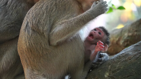 Baby Monkey ERICA Asking Mom ELPIDA For Milk