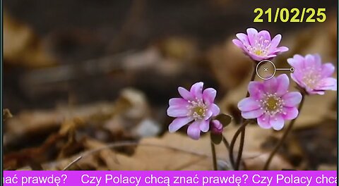 Czy Polacy chcą znać prawdę?