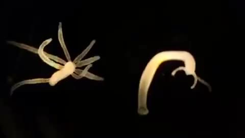 🤯✨ What Really Happens When You Slice a Hydra in Two? | FeedMyCuriosity