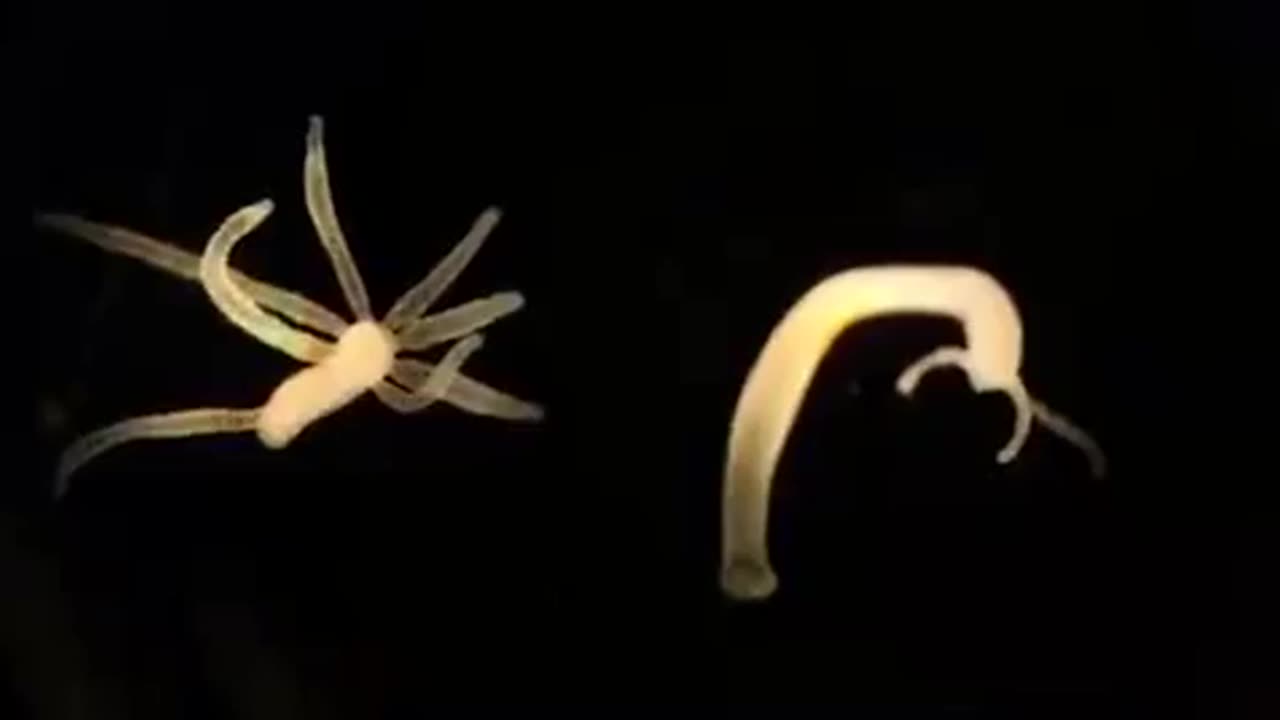 🤯✨ What Really Happens When You Slice a Hydra in Two? | FeedMyCuriosity