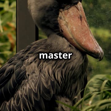 Harpy Eagle vs. Shoebill Stork