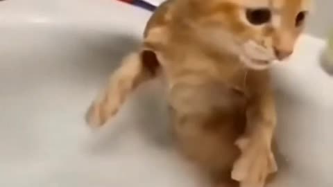 Funny Animals