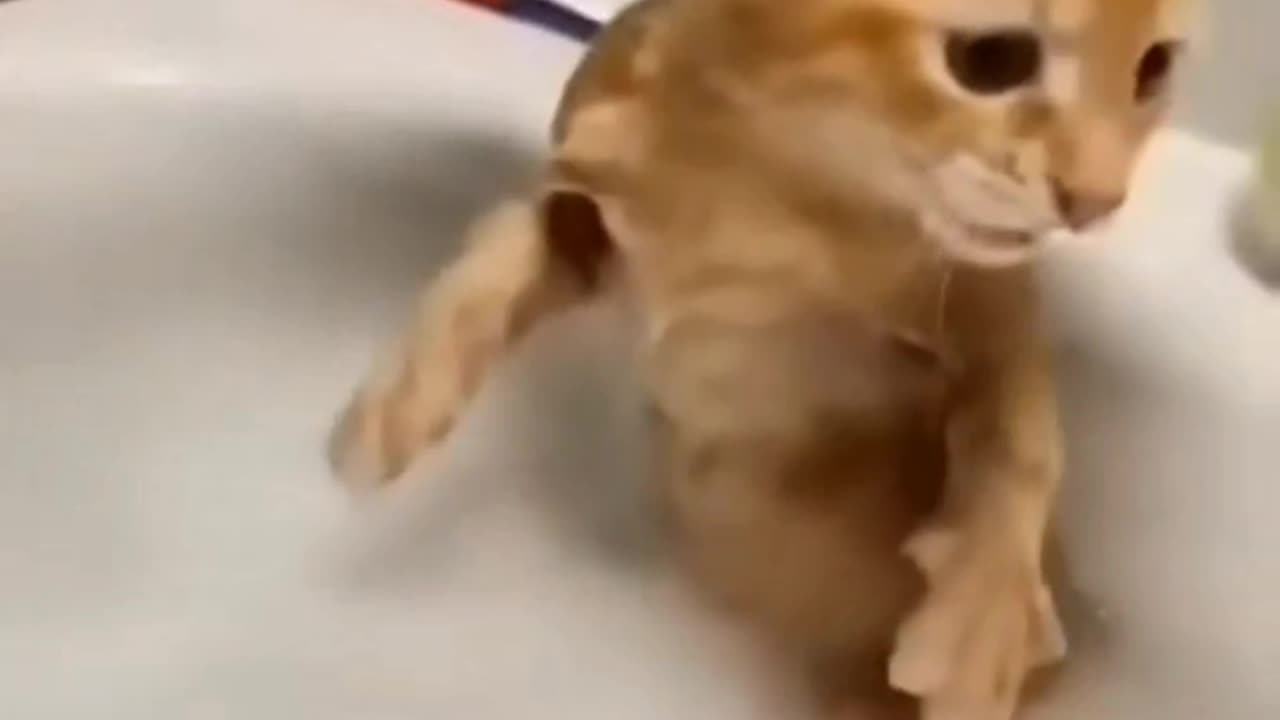 Funny Animals
