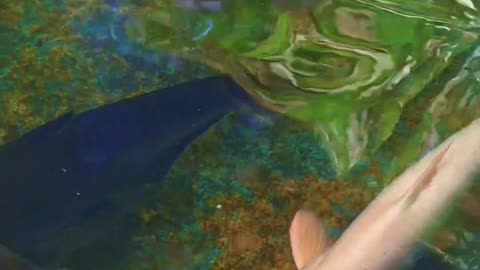The iridescent shark #aquarium #shark #animals