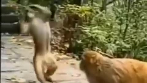 Funny animals| monkey after drunken