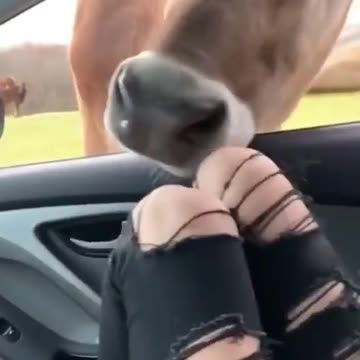 I am here 😂🤣 Cow