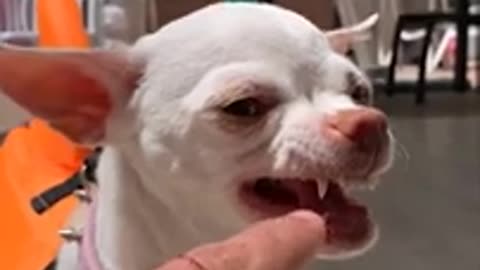 Belly Laugh with Our Hilarious Dog Videos – Enjoy Non-Stop Canine Comedy! 🐾😂