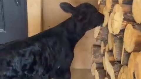 Doorbell's Ringing.. Somebody's Hungry. cartercountrymeats.com