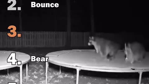 Ranking Best Animals On Trampoline Moments
