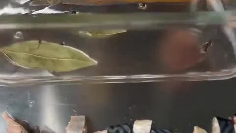 Buttered mackerel for the New Year