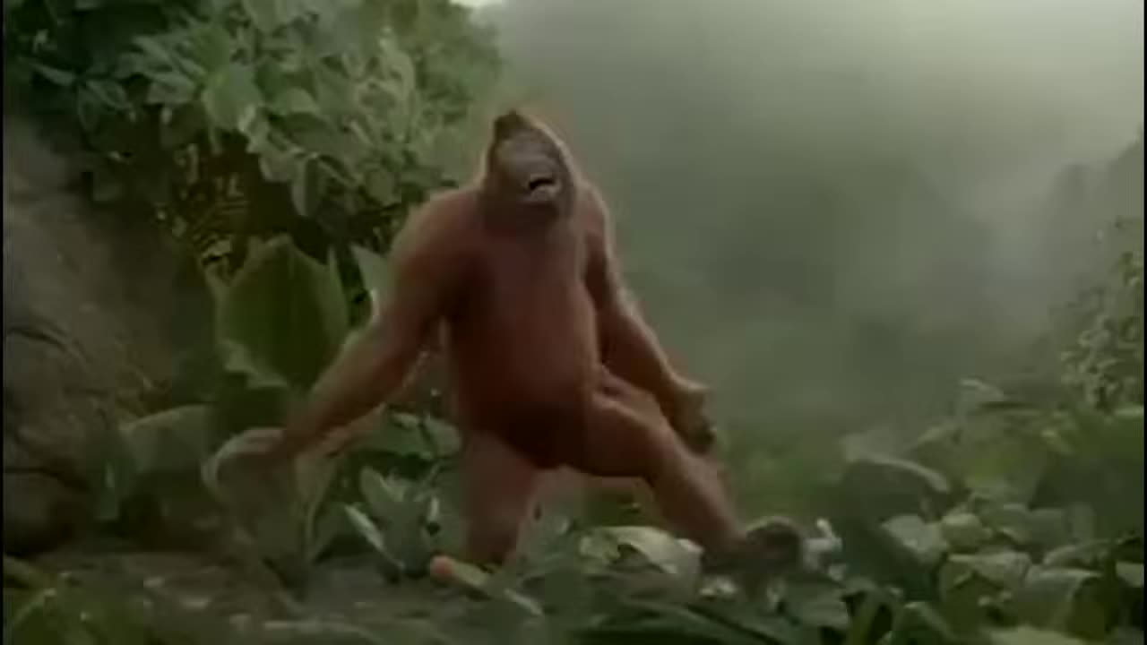 Monkey dance-Funny Video