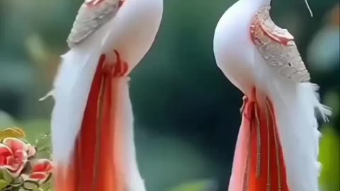 Best birds in the world