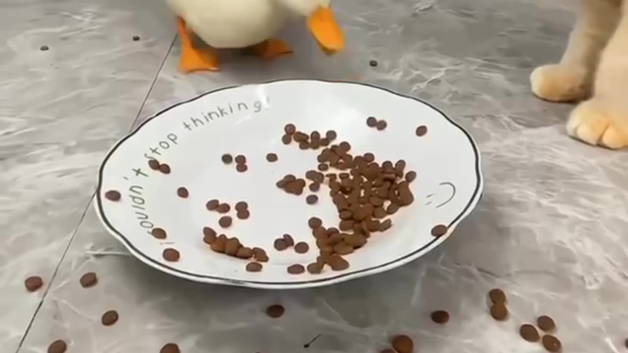 Duck don’t touch my food you have your own 😤