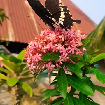 Beautiful butterfly 🦋