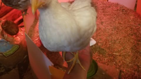 Chillin' with the chicks in the brooder. #SparklegleamFarm #Chicken #farm #farmanimals #cute