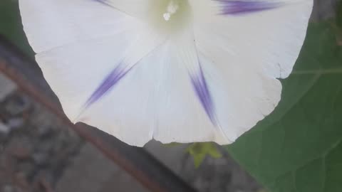 White Morning Glory in July