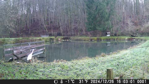 26122024Fischreiher