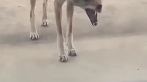 😱🐺 This Rabid Coyote Will Give You Chills | TheHauntingHour