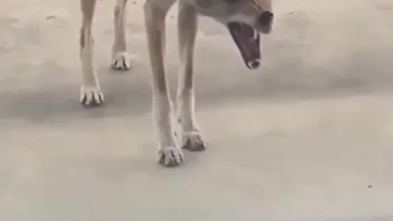 😱🐺 This Rabid Coyote Will Give You Chills | TheHauntingHour