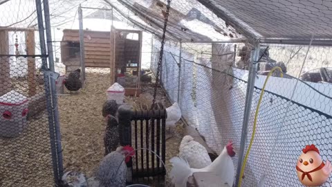 Chicken Live Stream