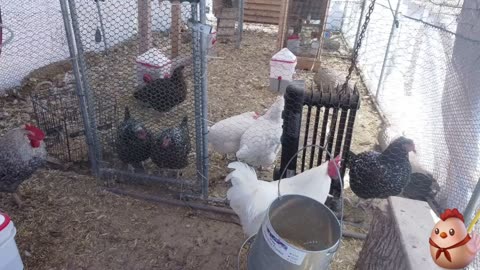 Chicken Live Stream