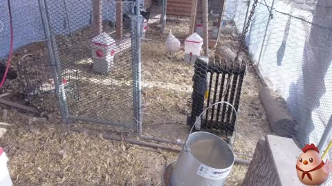 Chicken Live Stream