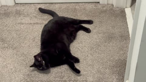Cute Precious Piper Does Her Yoga Poses - My Adopted Shelter Cat Vlog