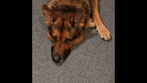 Virgil german shepherd.