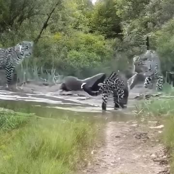 Animal fight watch ti wnd