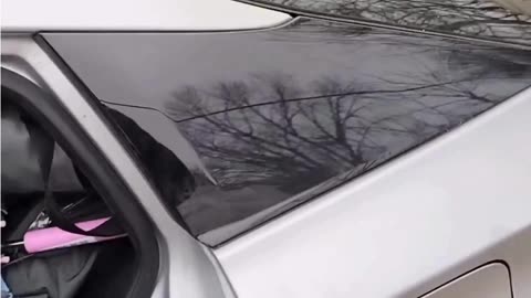 This Anti-ICE Domestic Terrorist Must Be Expecting Rain, and of Course He Drives a Prius