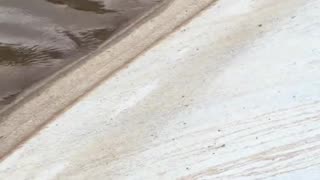 Not all heroes wear capes. This woman jumped into the cold water to save drowning dog.