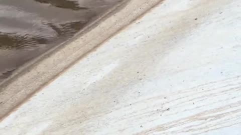 Not all heroes wear capes. This woman jumped into the cold water to save drowning dog.