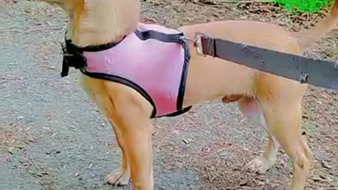 Chihuahua barking on nothing
