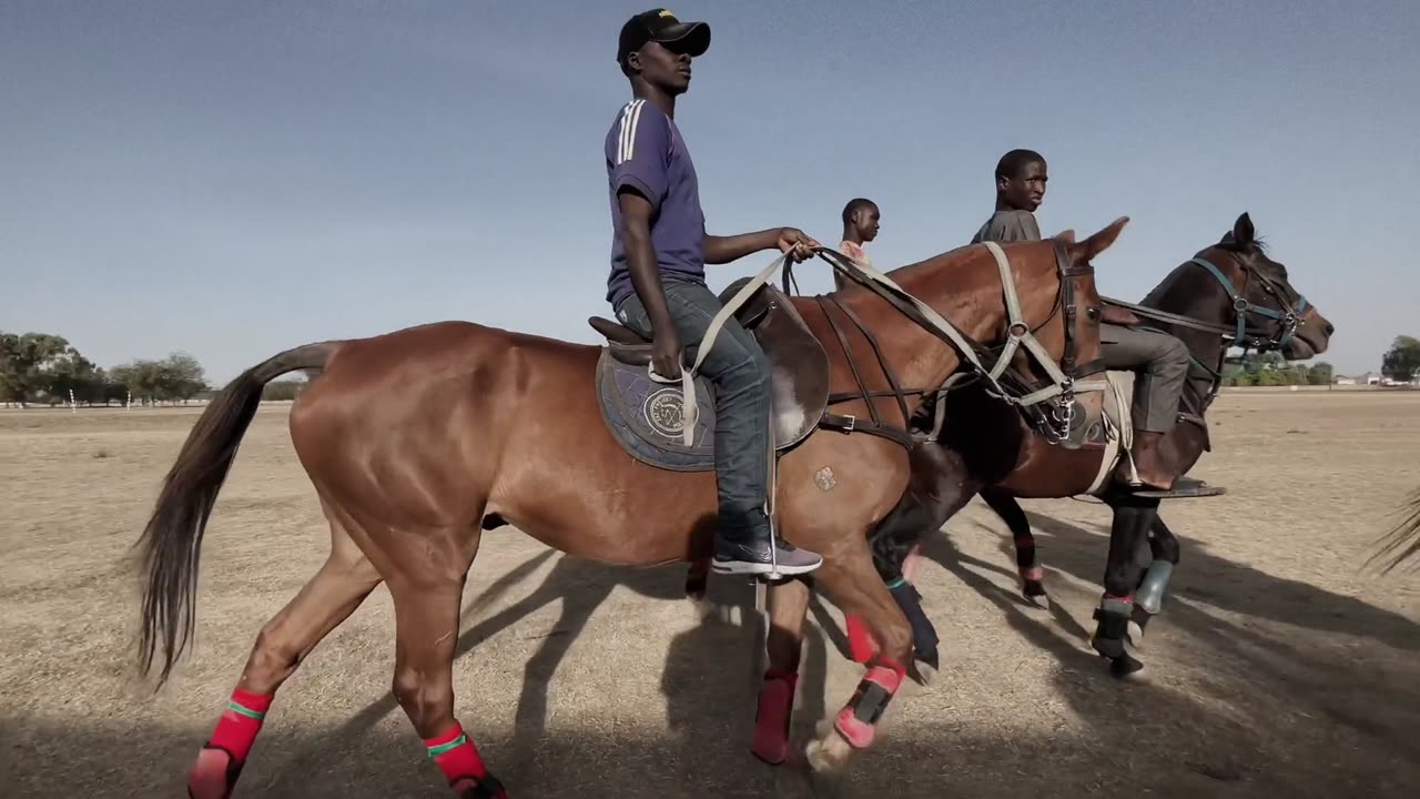 Djerma Polo Horses in Nigeria