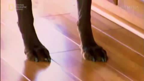 CESAR MILLAN - ZAKLINACZ PSÓW 11 dokument pl