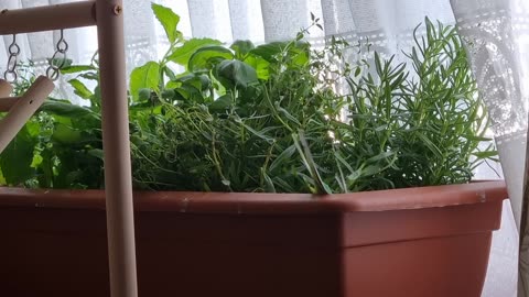 Smudge is Very Busy...